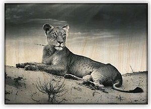 Obraz dřevěný: Lioness, 485x340