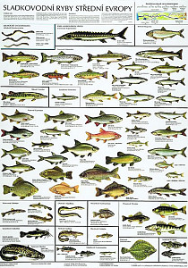Plakát - Sladkovodní ryby střední Evropy