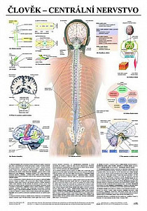 Plakát - Člověk - centrální nervstvo