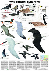 Plakát - Ptáci střední Evropy 7. díl