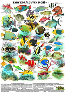 Plakát - Ryby korálových moří 2. díl