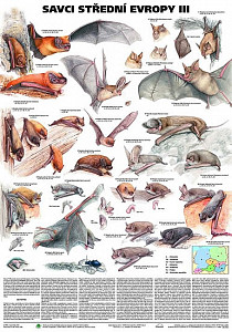 Plakát - Savci střední Evropy III- Netopýři