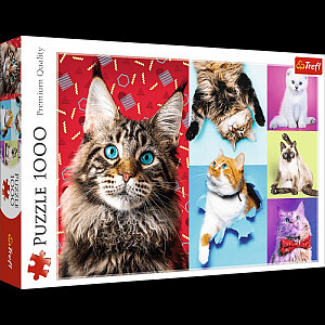 Puzzle Veselé kočky, 1000 dílků