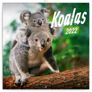 Kalendář 2022 poznámkový: Koaly, 30 × 30 cm