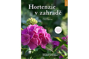 Hortenzie v zahradě