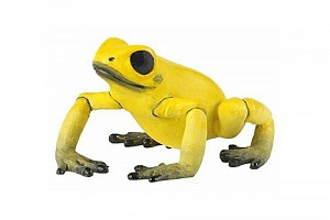 Žába žlutá