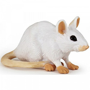 Myš bílá