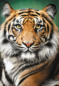 Puzzle Tygří portrét 1500 dílků