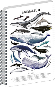 Spirálový blok Animalium - Pod mořem, linkovaný, A4