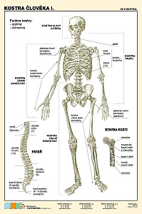 Kostra člověka I.