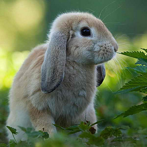 Magnet 3D dlouhé uši králík