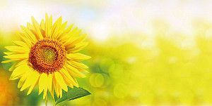 Obálka barevná - slunečnice