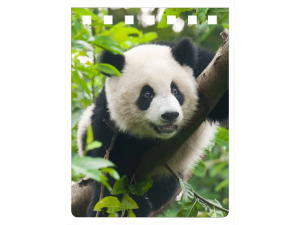 Panda notebook A7