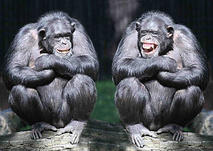 Pohlednice 3D Šimpanzi