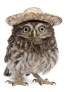 Pohlednice 3D - Sova v klobouku