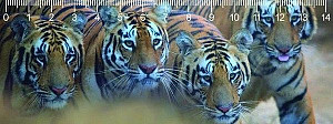 Pravítko 3D - Bengal tigers deep