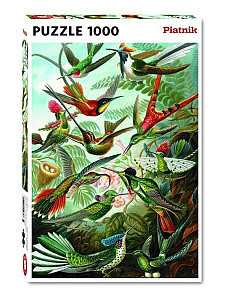 Puzzle Haeckel: Kolibris 1000 dílků