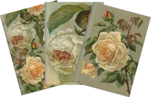 Sada tří notýsků Yellow roses