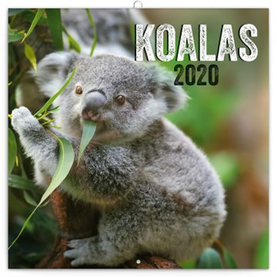 Kalendář poznámkový 2020 - Koaly, 30 × 30 cm