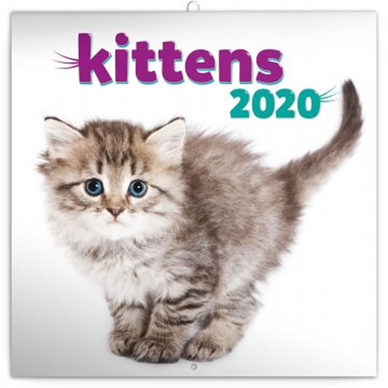 Kalendář poznámkový 2020 - Koťata, 30 × 30 cm