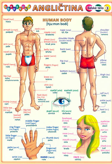 Obrázková angličtina 3 lidské tělo
