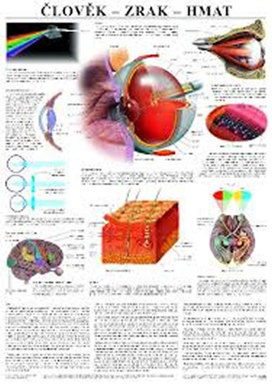 Plakát - Člověk - Zrak, hmat