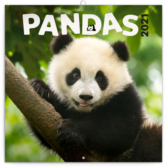 Kalendář 2021 poznámkový: Pandy, 30 × 30 cm