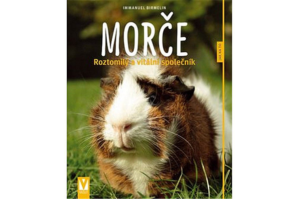 Morče