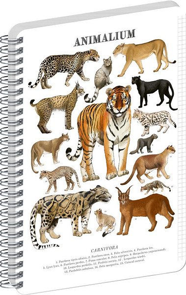 Spirálový blok Animalium - Kočkovité šelmy, čtverečkovaný, A4