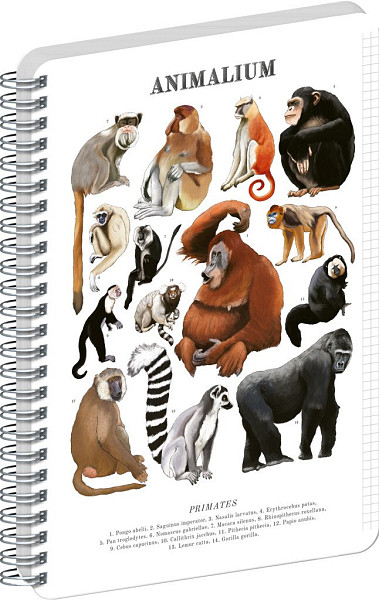 Spirálový blok Animalium - Primáti, čtverečkovaný, A5