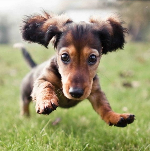 Magnet 3D Charlie štěně jezevčíka