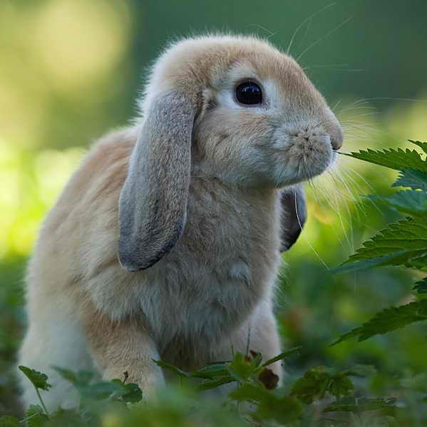 Magnet 3D dlouhé uši králík