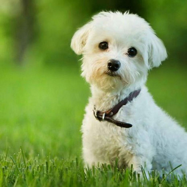 Magnet 3D Maltézák