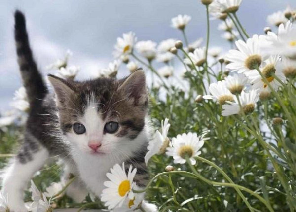 Pohlednice 3D - Květinové kotě