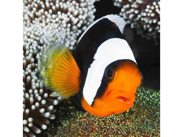 Pohlednice 3D Panda Clownfish