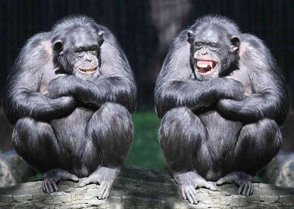 Pohlednice 3D Šimpanzi