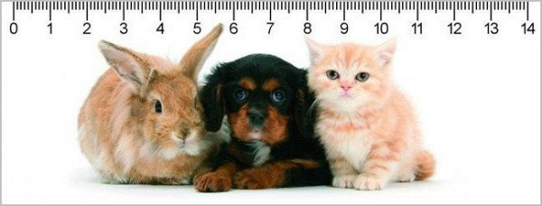 Pravítko - The Trio