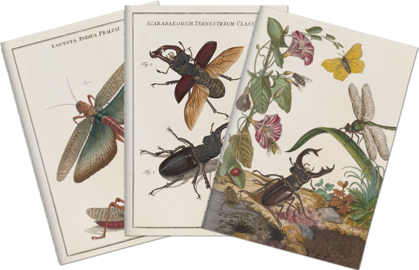 Sada tří notýsků Insects