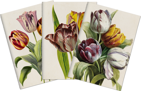 Sada tří notýsků Purple Tulips