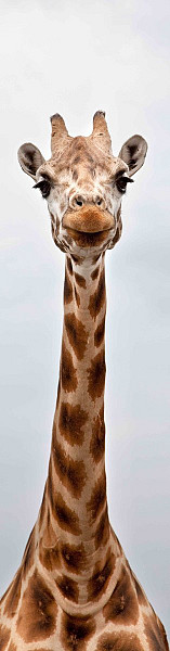 Záložka 3D - Dlouhý krk (žirafa)