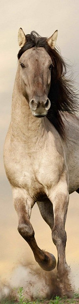 Záložka 3D - Hřebec