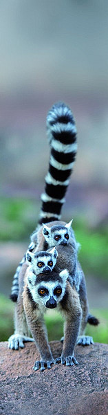 Záložka 3D - Lemur Family