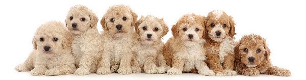 Záložka 3D Sedm štěňat